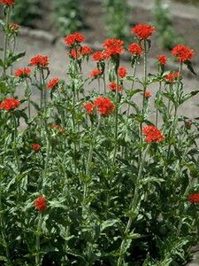 Lychnis chalcedonica P9 PlanetProof