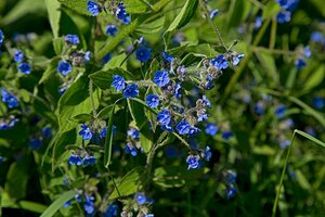Anchusa officinalis P13 BIO