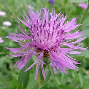 Centaurea jacea P13 BIO