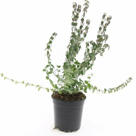 Euonymus fortunei 'Emerald Gaiety' 30/40 C. - afbeelding 4