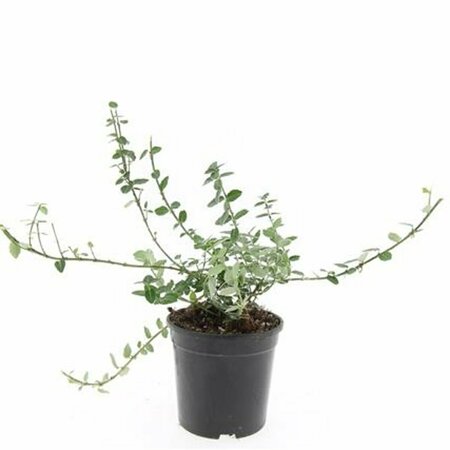 Euonymus fortunei 'Emerald Gaiety' 30/40 C. - afbeelding 2