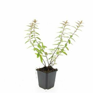 Hypericum 'Hidcote' P9