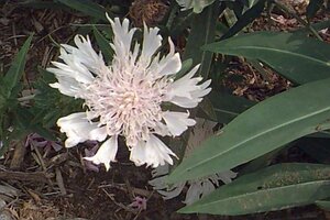 Stokesia laevis 'Alba' P9