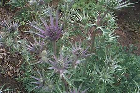 Eryngium bourgatii P9 - afbeelding 1