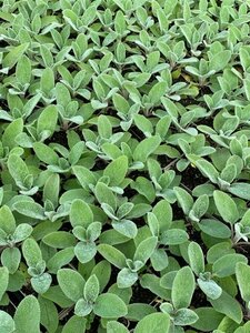 Stachys byzantina P9 - afbeelding 5
