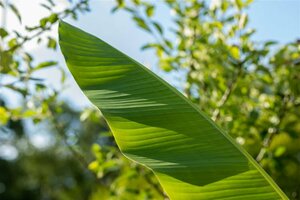 Musa basjoo 100/125 C.