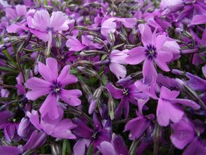 Phlox subulata 'Purple Beauty' P9 - afbeelding 3