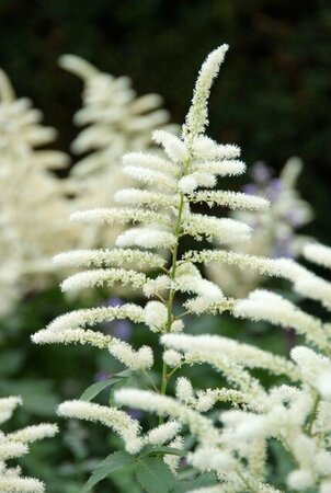 Astilbe (J) 'Washington' P9 - afbeelding 1