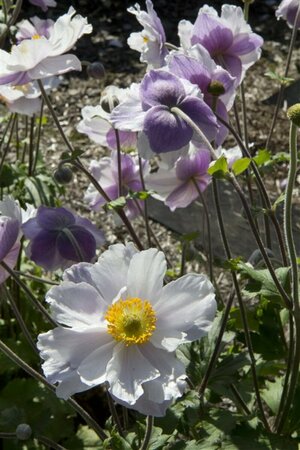 Anemone hybrida 'Dreaming Swan' P9 - afbeelding 1
