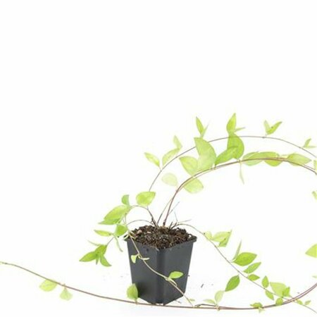 Vinca major 'Alba' P9 - afbeelding 3