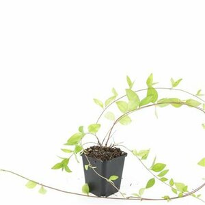 Vinca major 'Alba' P9 - afbeelding 3