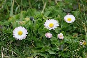 Bellis perennis P9