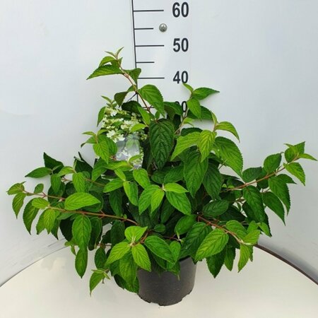 Viburnum plicatum 'Mariesii' 80/100 C. - afbeelding 6