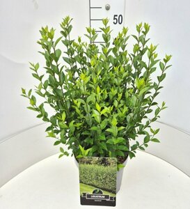 Ligustrum ovalifolium 125/150 C. - afbeelding 2