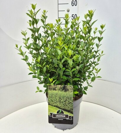 Ligustrum ovalifolium 80/100 C. - afbeelding 12