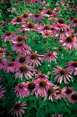 Echinacea purpurea P9 - afbeelding 4