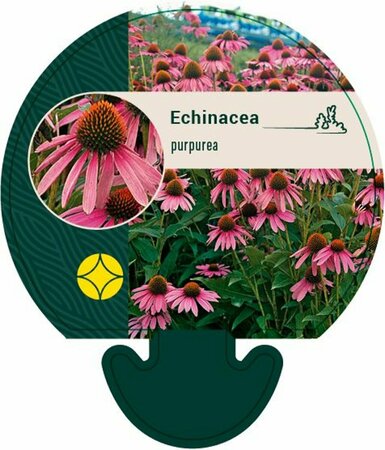 Echinacea purpurea P9 - afbeelding 6