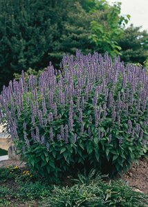 Agastache 'Blue Fortune' C2 - afbeelding 6