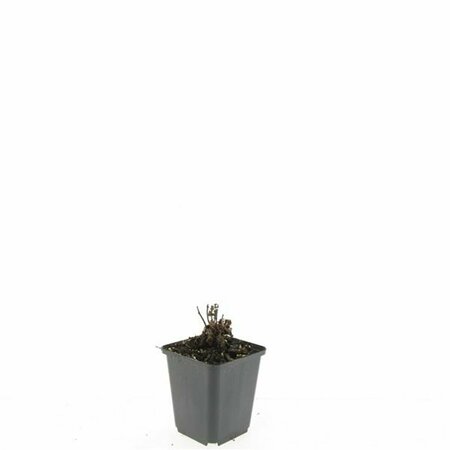 Agastache 'Blue Fortune' C2 - afbeelding 4