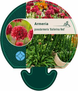 Armeria pseudarmeria 'Ballerina Red' C1.5