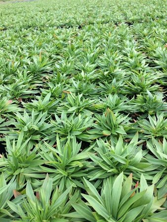 Armeria pseudarmeria 'Ballerina Red' C1.5 - afbeelding 2