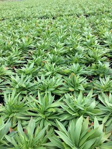 Armeria pseudarmeria 'Ballerina Red' C1.5 - afbeelding 2