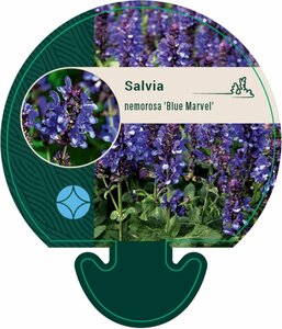 Salvia nem. 'Blue Marvel' C2