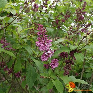 Syringa prestoniae 'Redwine' 80/100 C.