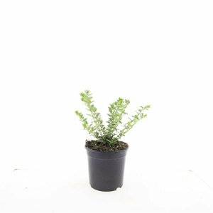 Lonicera nitida 'Maigrün' C1.5 - afbeelding 10