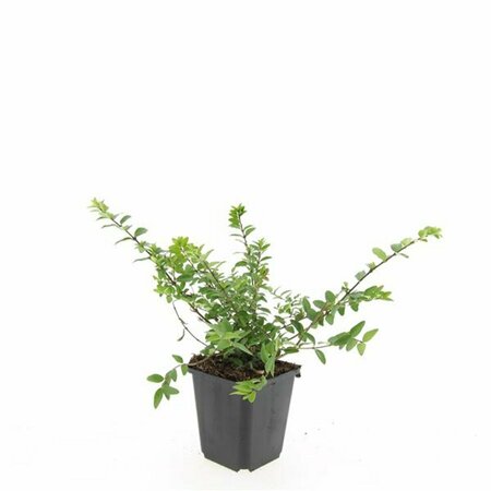 Lonicera nitida 'Maigrün' C1.5 - afbeelding 3