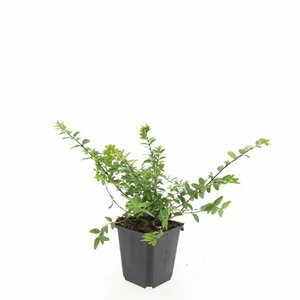 Lonicera nitida 'Maigrün' C1.5 - afbeelding 3