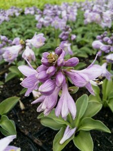 Hosta 'Blue Mouse Ears' P9 - afbeelding 1