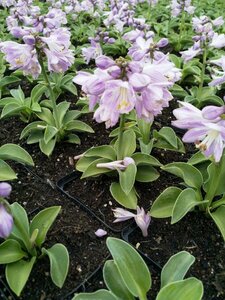 Hosta 'Blue Mouse Ears' P9 - afbeelding 3