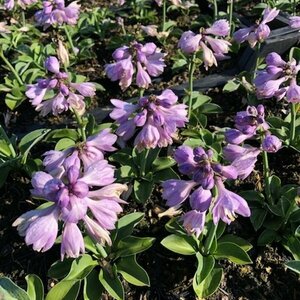 Hosta 'Blue Mouse Ears' P9 - afbeelding 5