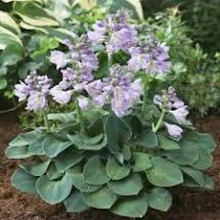 Hosta 'Blue Mouse Ears' P9 - afbeelding 6