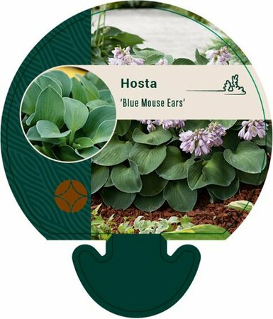 Hosta 'Blue Mouse Ears' P9 - afbeelding 4