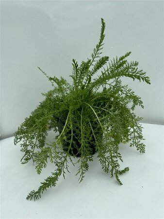 Achillea millefolium 'Cerise Queen' P9 - afbeelding 4