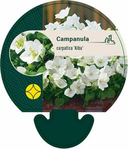 Campanula carpatica 'Alba' P9 - afbeelding 3