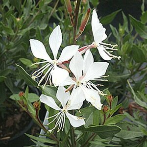 Gaura lindheimeri 'White Dove' P9
