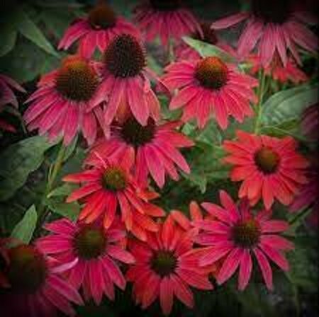 Echinacea purpurea 'Lakota Red' P9 - afbeelding 2