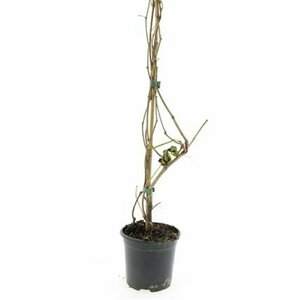 Schizachyrium scoparium P9 - afbeelding 3