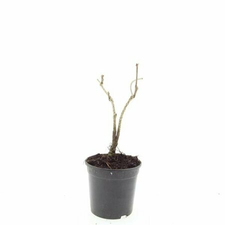 Schizachyrium scoparium P9 - afbeelding 5