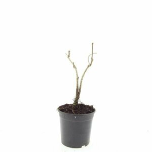 Schizachyrium scoparium P9 - afbeelding 5