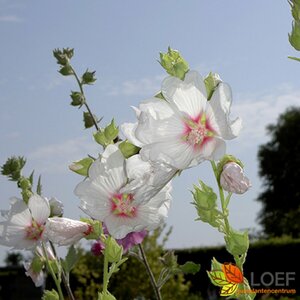 Lavatera 'Blushing Bride' C3
