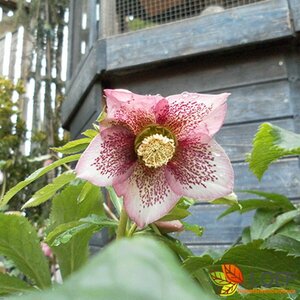 Helleborus orientalis 'Pink Spotted Lady' P9