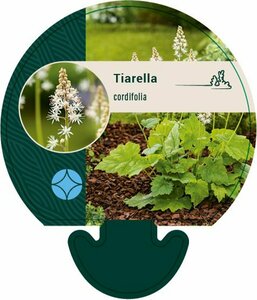 Tiarella cordifolia P9 - afbeelding 4