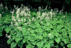 Tiarella cordifolia P9 - afbeelding 3