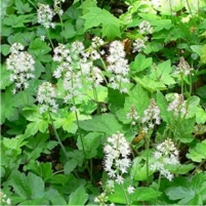 Tiarella cordifolia P9 - afbeelding 2