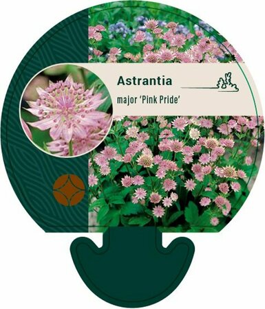 Astrantia major 'Pink Pride' P9 - afbeelding 4