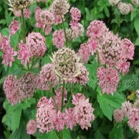 Astrantia major 'Pink Pride' P9 - afbeelding 1